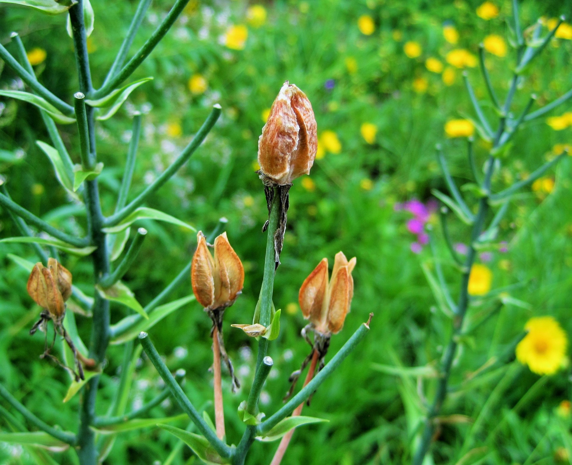 seedpods dry brown free photo