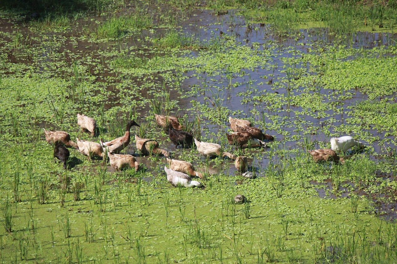 brown ducks pond rice field free photo