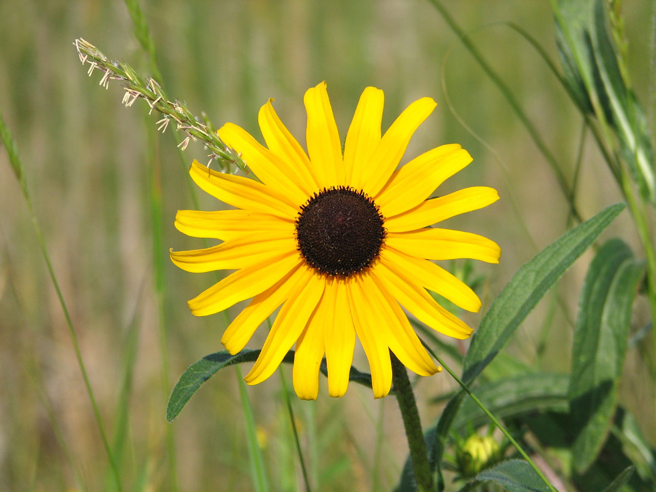 flower yellow wildflower free photo