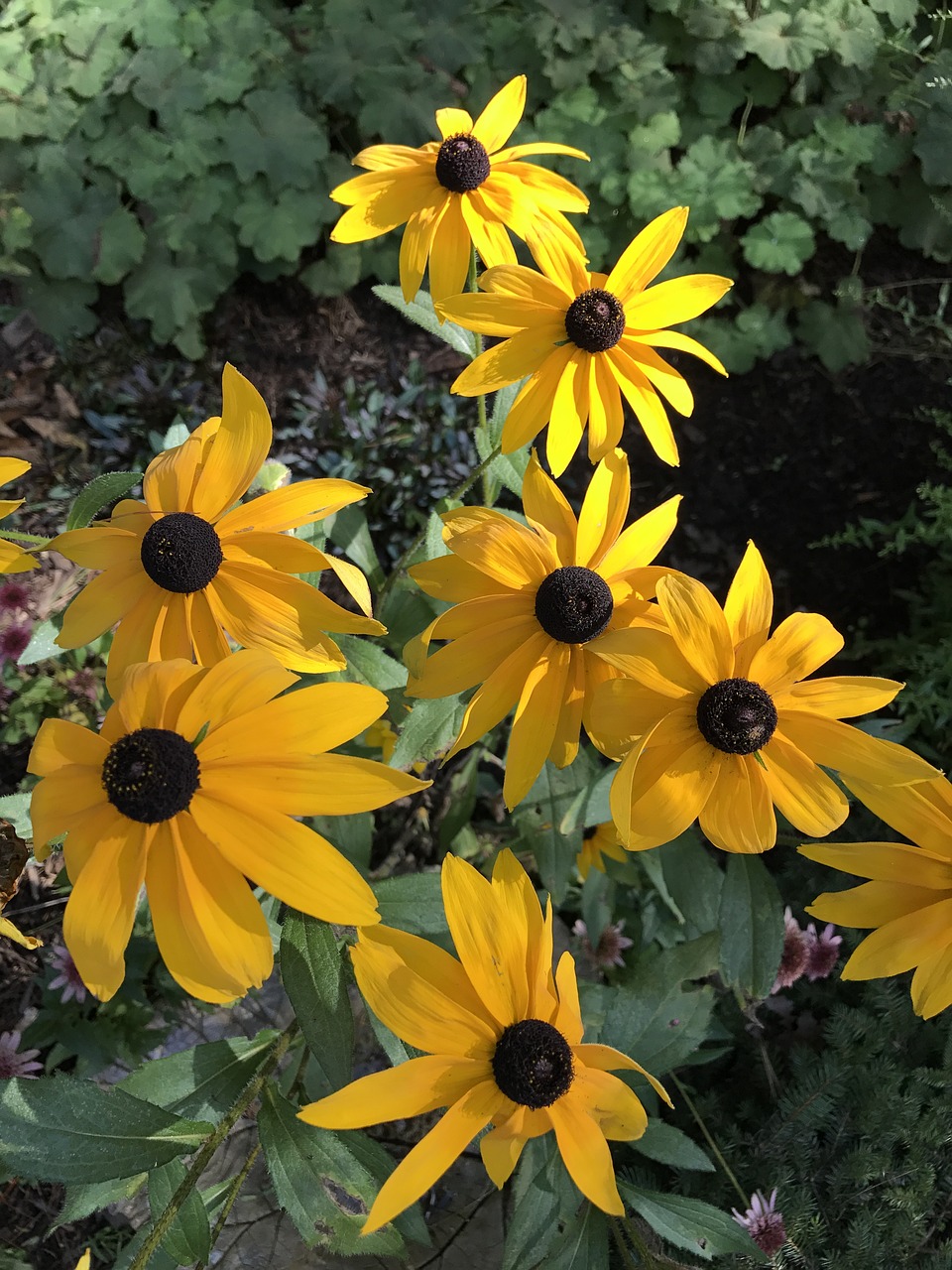 brown eyed susan nature flowers free photo