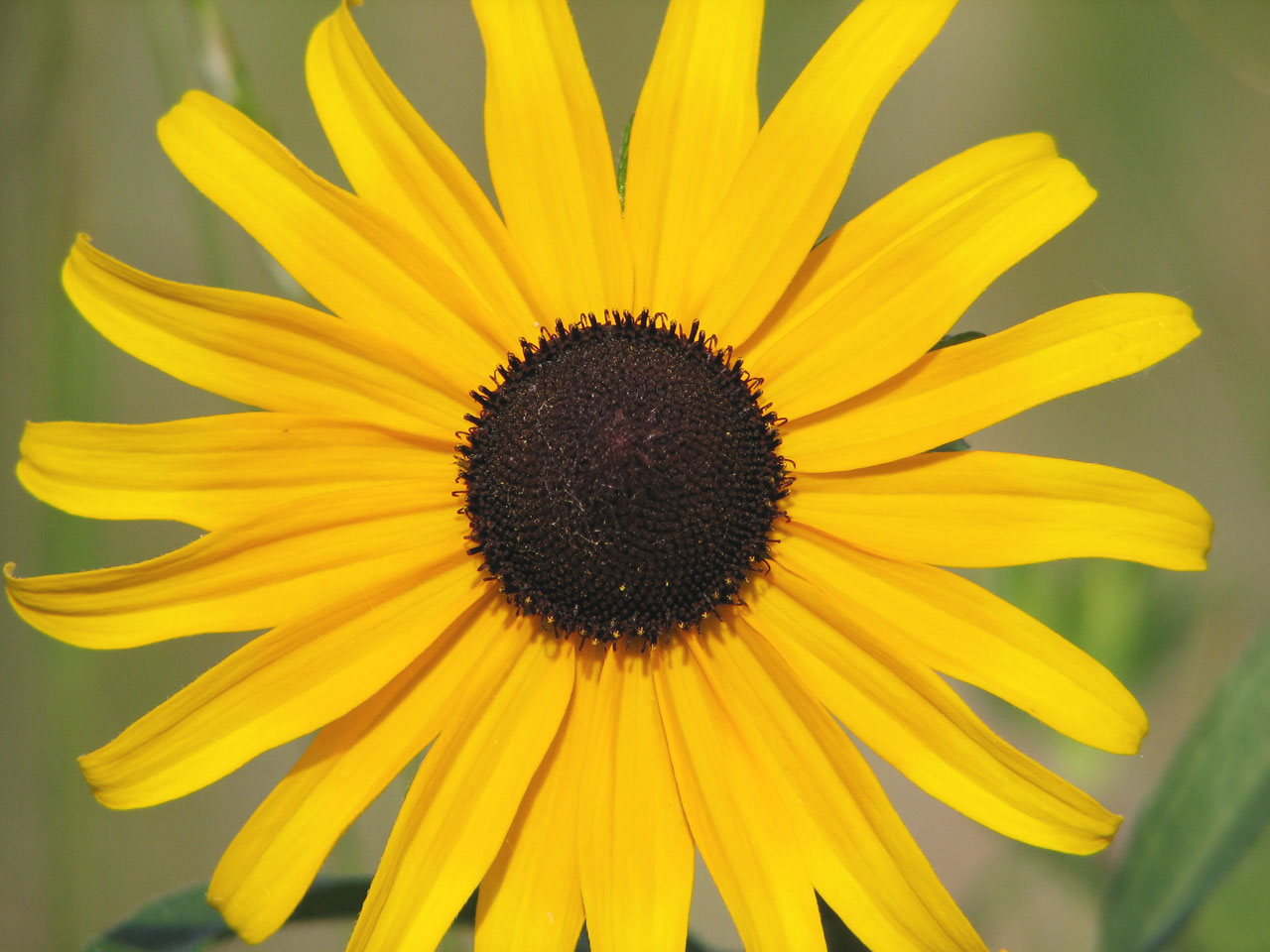 yellow flower sunflower free photo