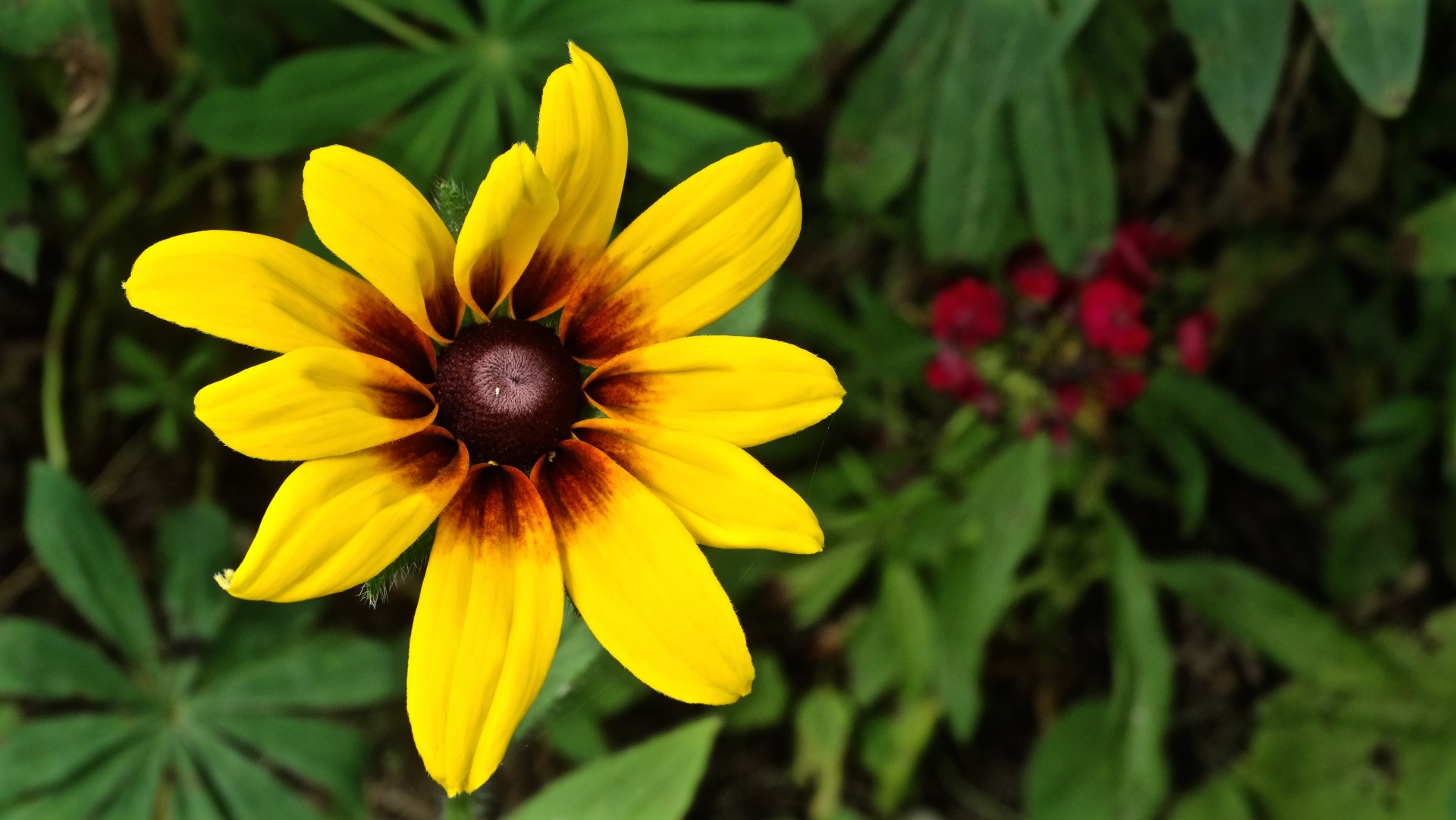 flower yellow brown eyed susan free photo