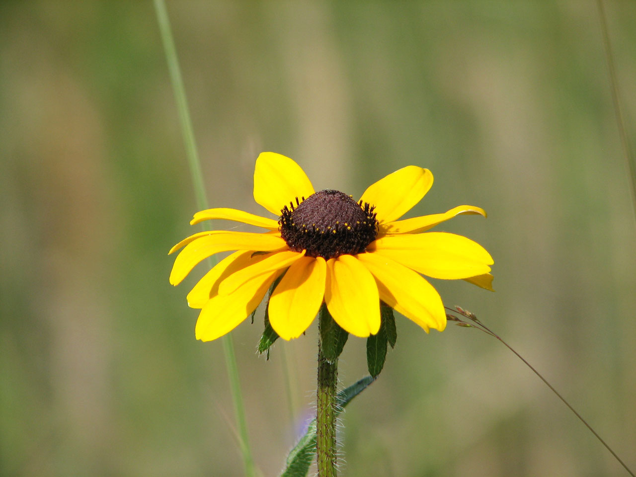 flower yellow wildflower free photo