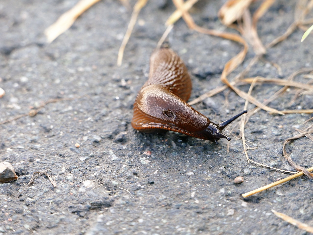 brown fact snail invasive species free photo