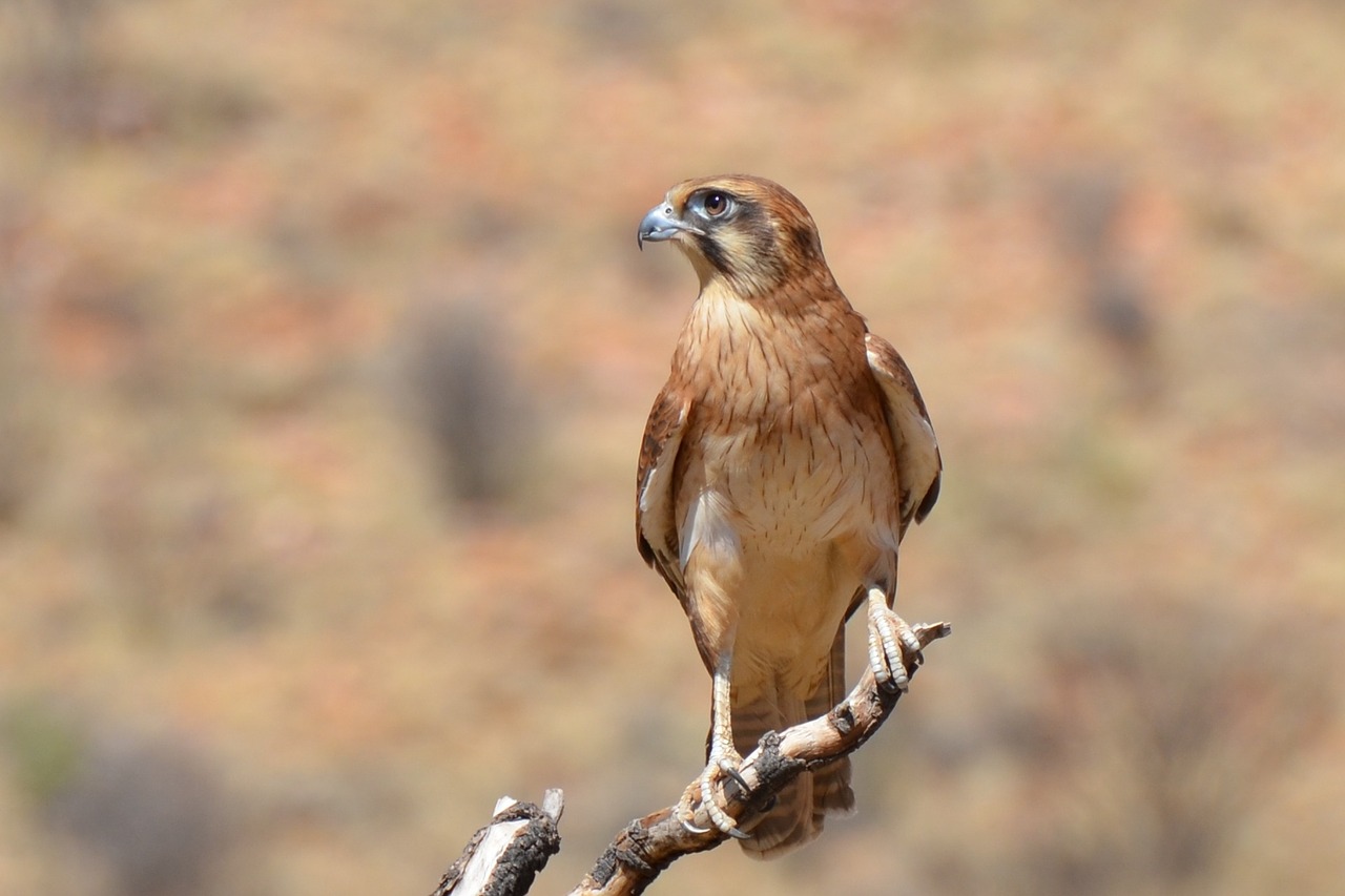 brown falcon falcon bird free photo