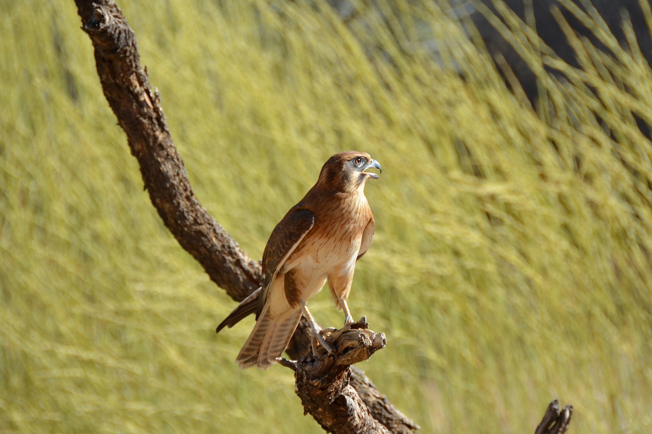 brown falcon falcon bird free photo