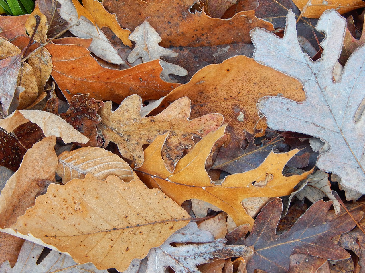 brown fall leaves frost-edged fall free photo