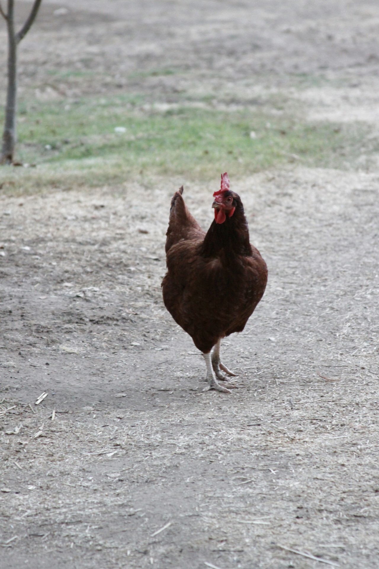 chicken farm animal free photo