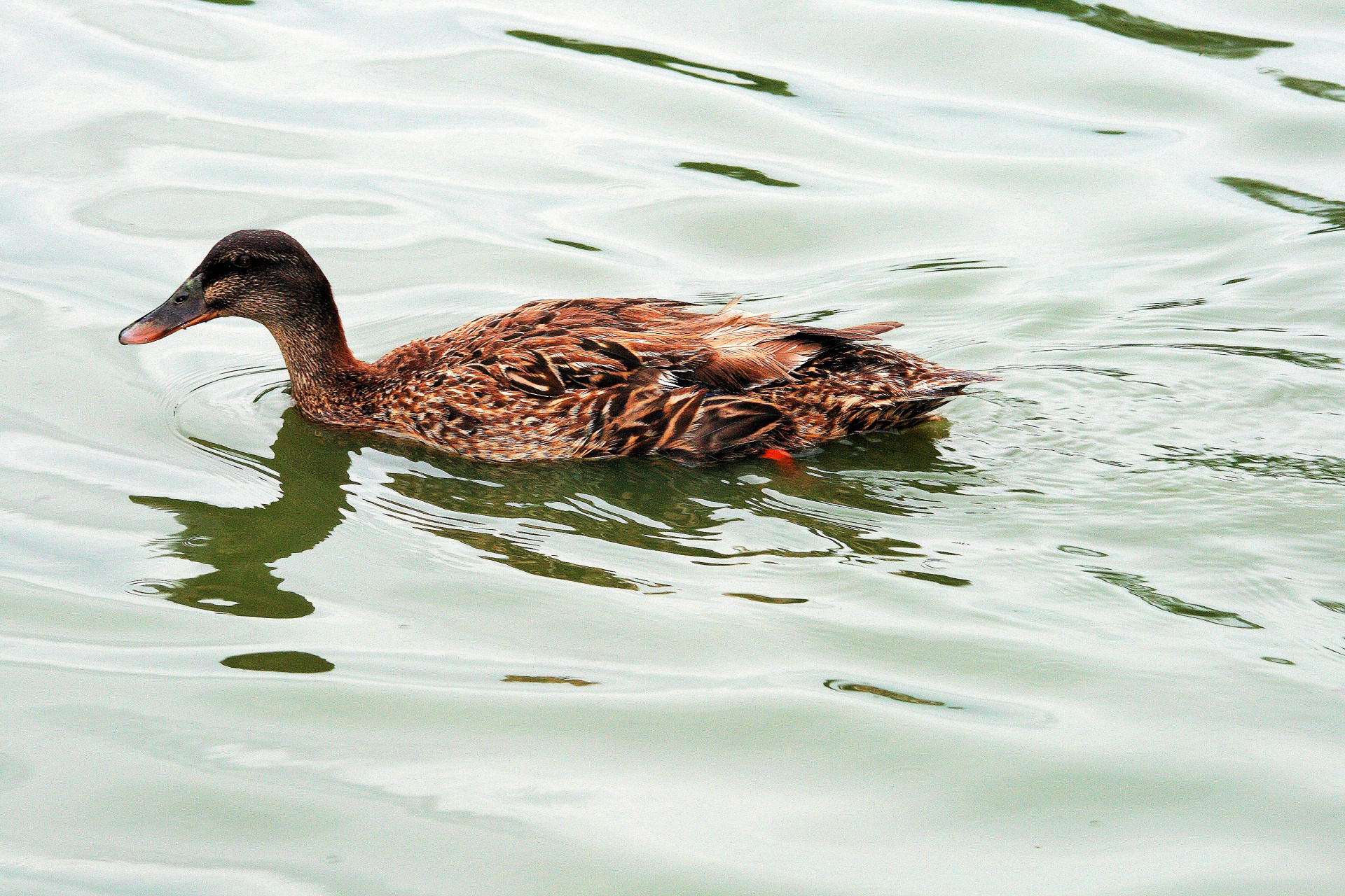 bird water duck free photo