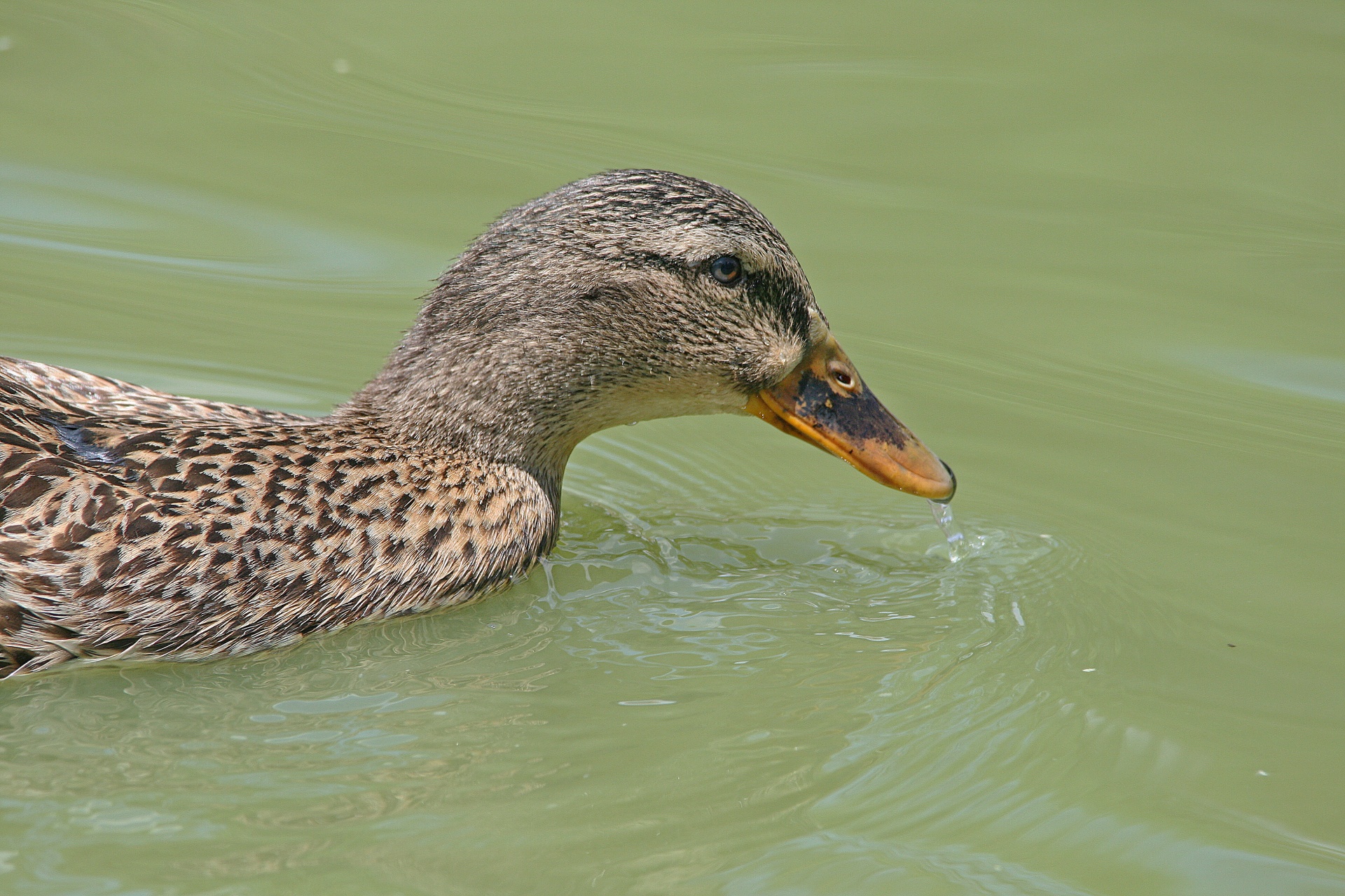 duck brown flecked free photo