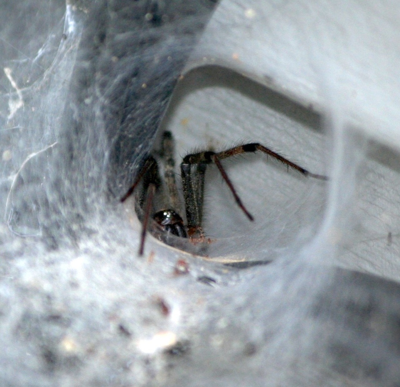 brown funnel spider tunnel web predator free photo