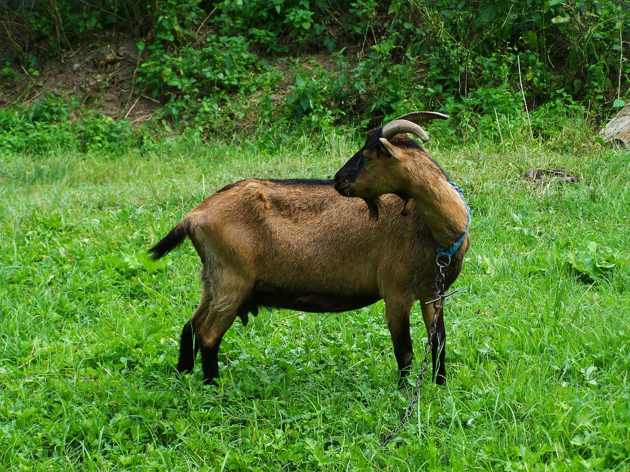 brown goat farm animals bearded free photo