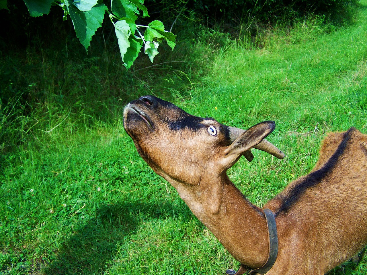 brown goat farm animals browse free photo
