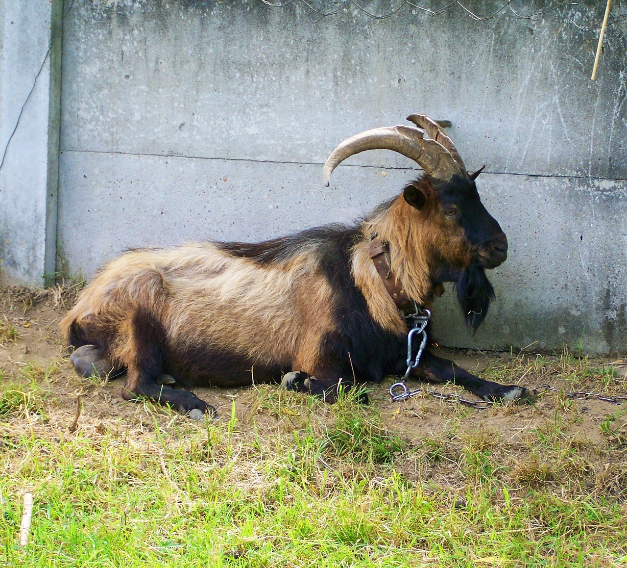 brown goat buck ruminating goat resting male goat free photo