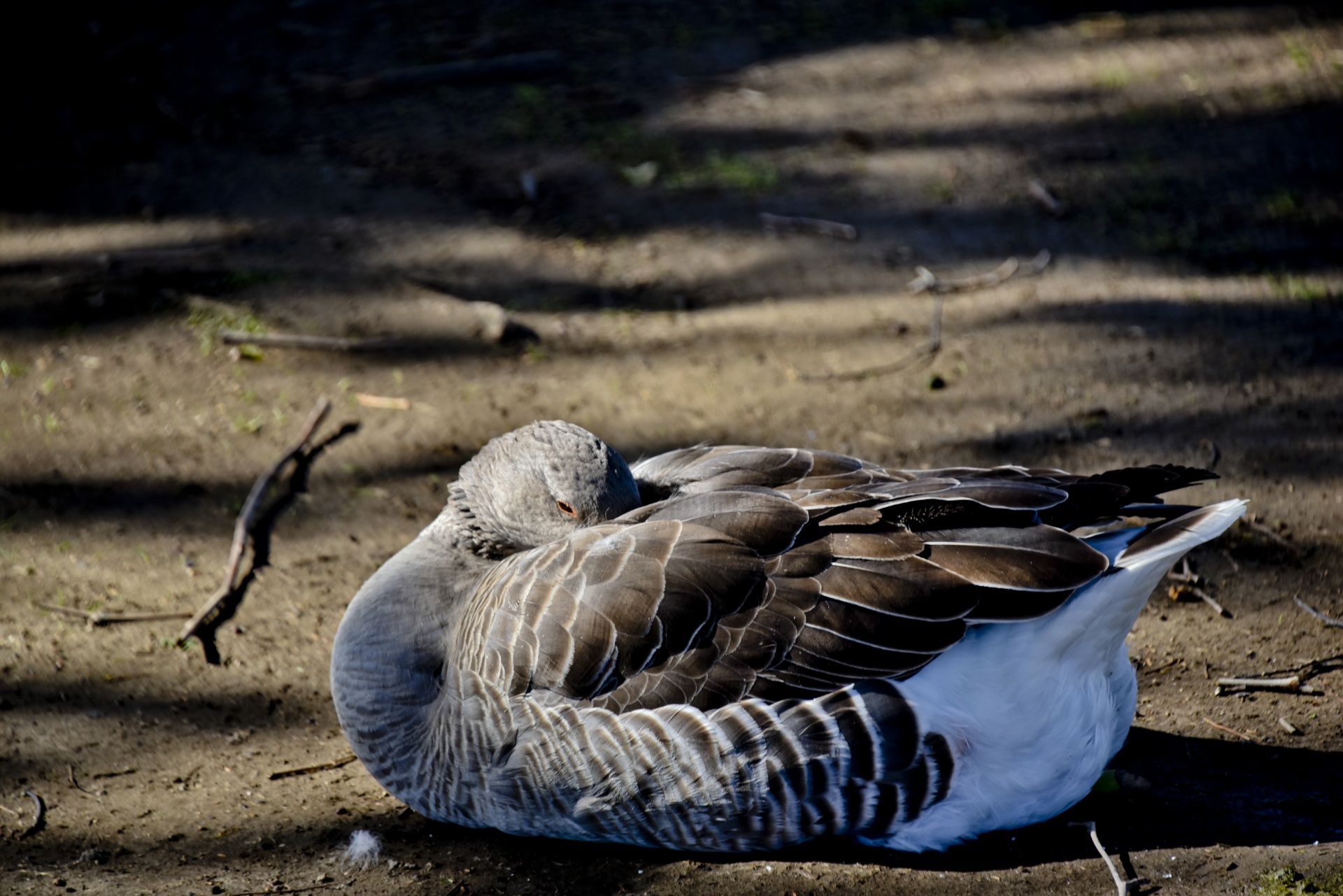 goose brown sleeping free photo