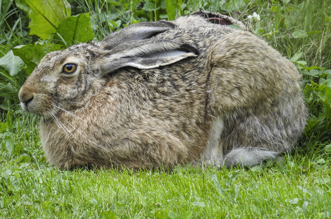 brown hare nature summer free photo