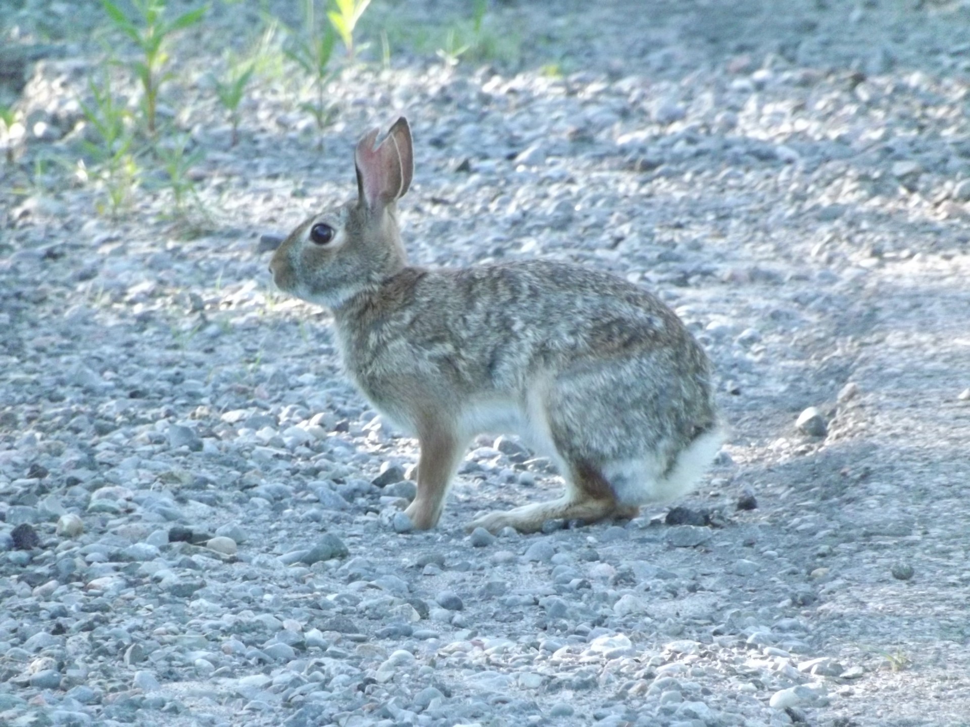hare bunny rabbit free photo