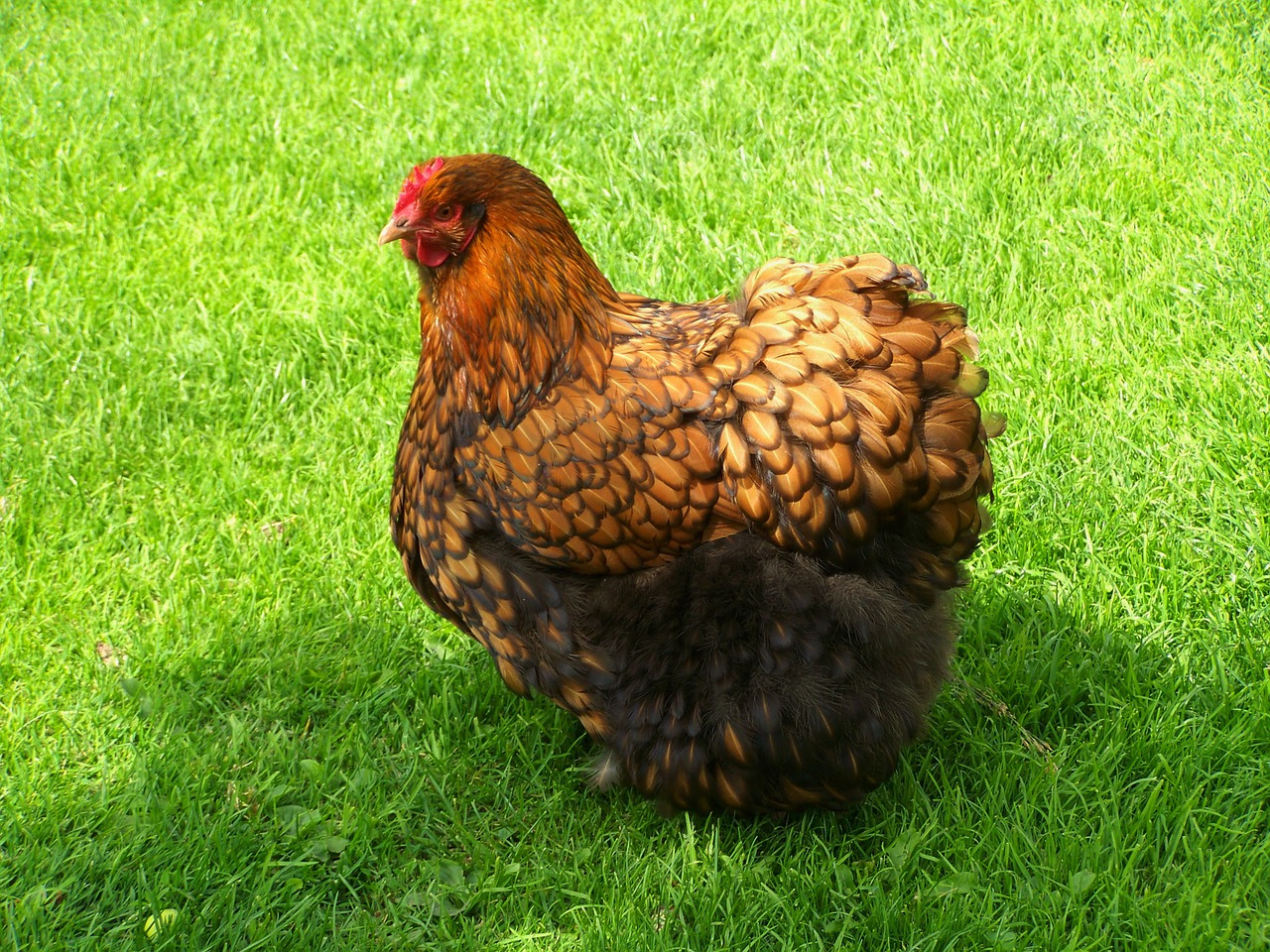 brown hen home fowl poultry free photo