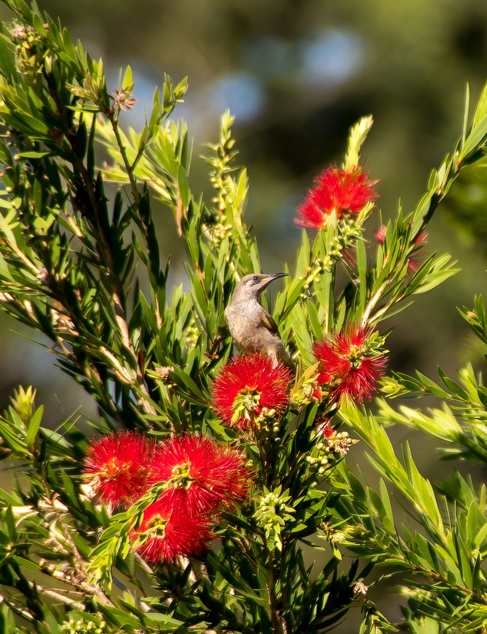 brown honeyeater  lichmera indistincta  bird free photo