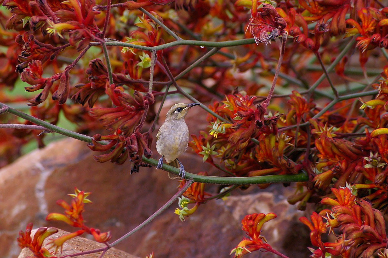 brown honeyeater  bird  small free photo