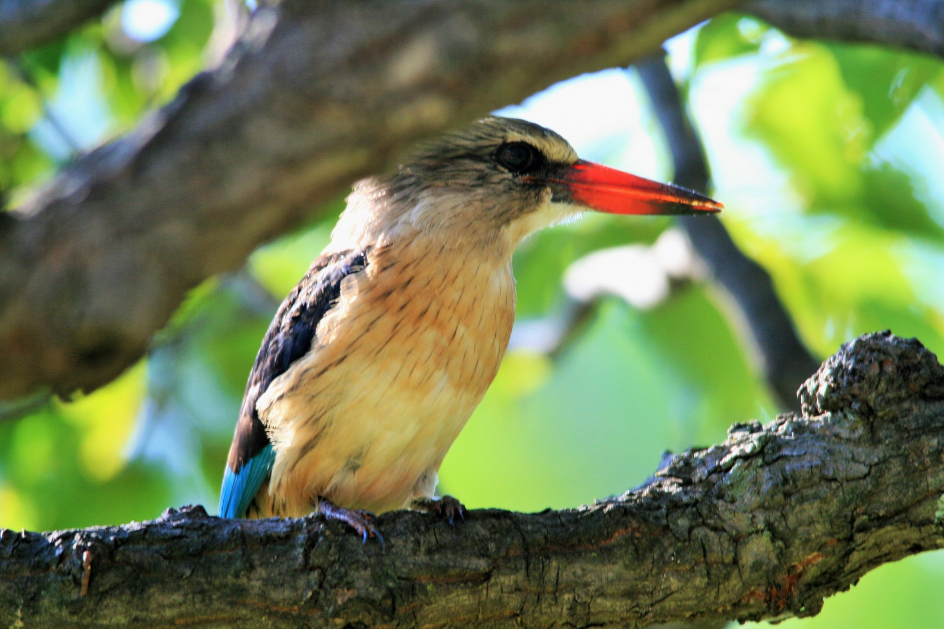 bird king fisher brown hooded free photo