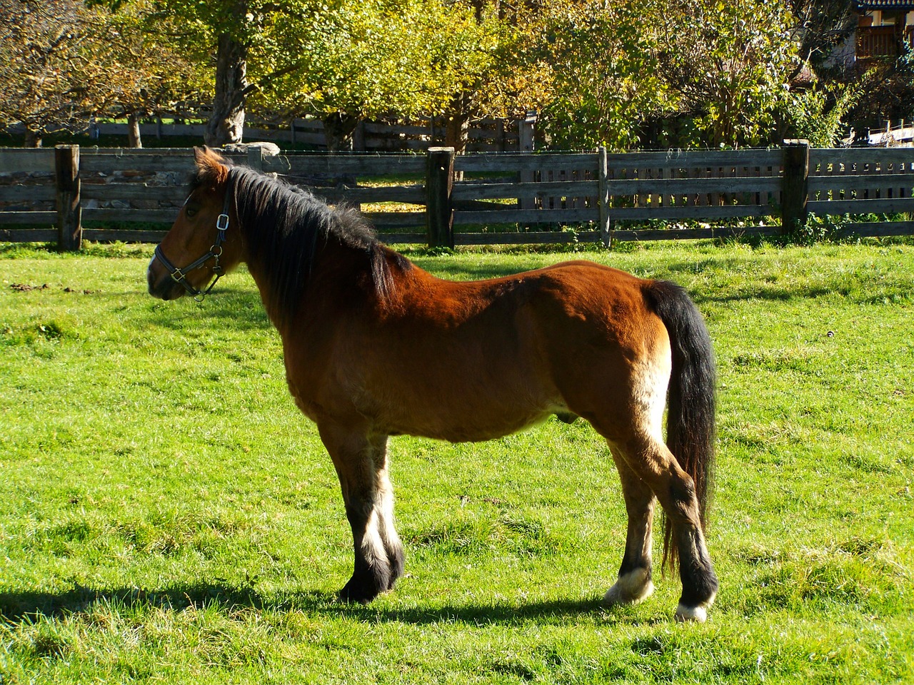 brown horse animal ungulates free photo
