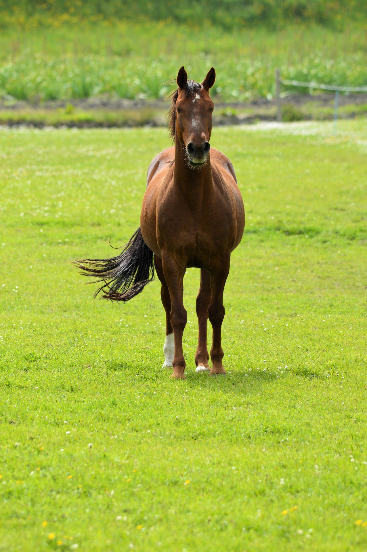 horse brown farm free photo