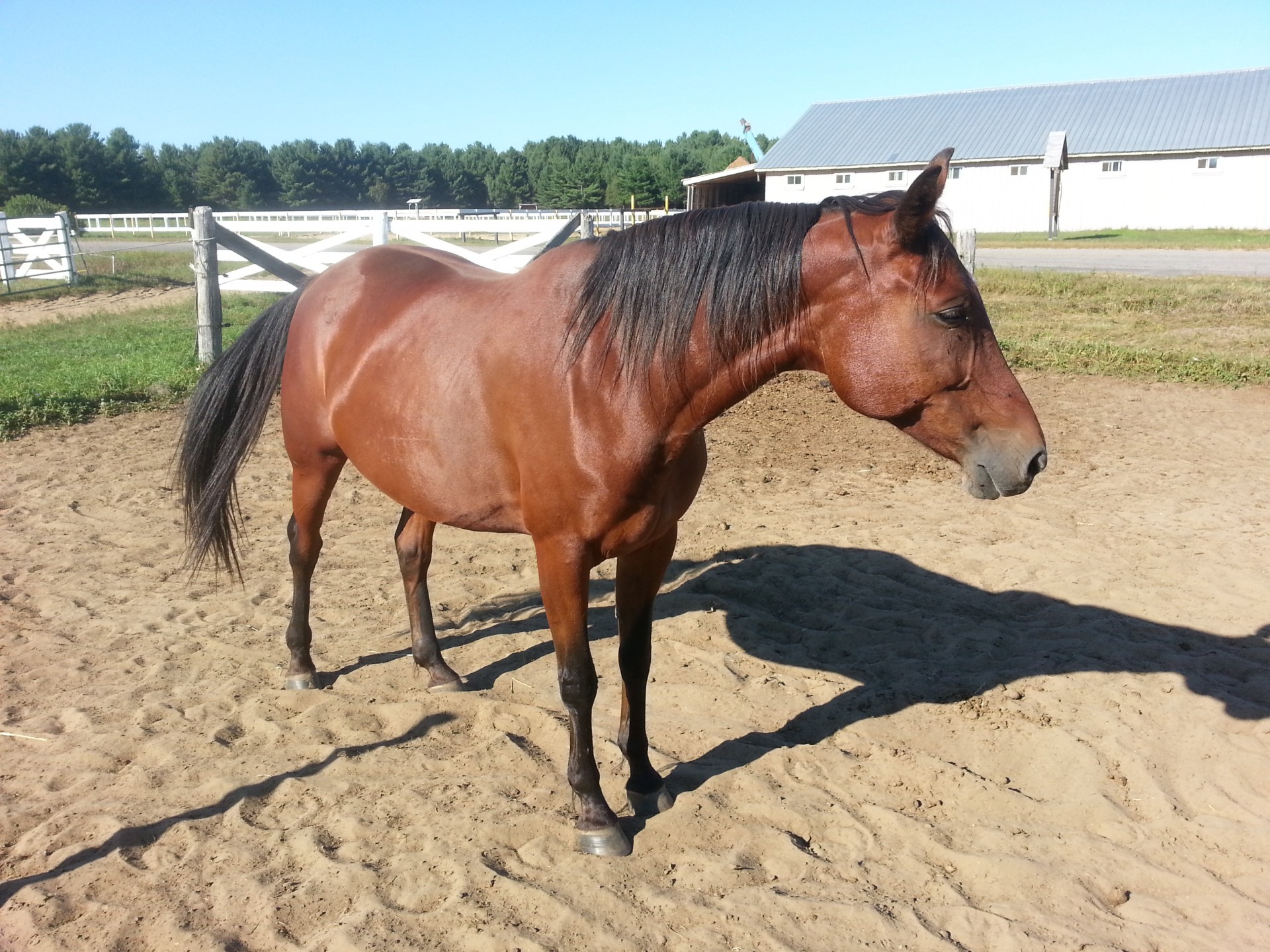 horse horses animal free photo