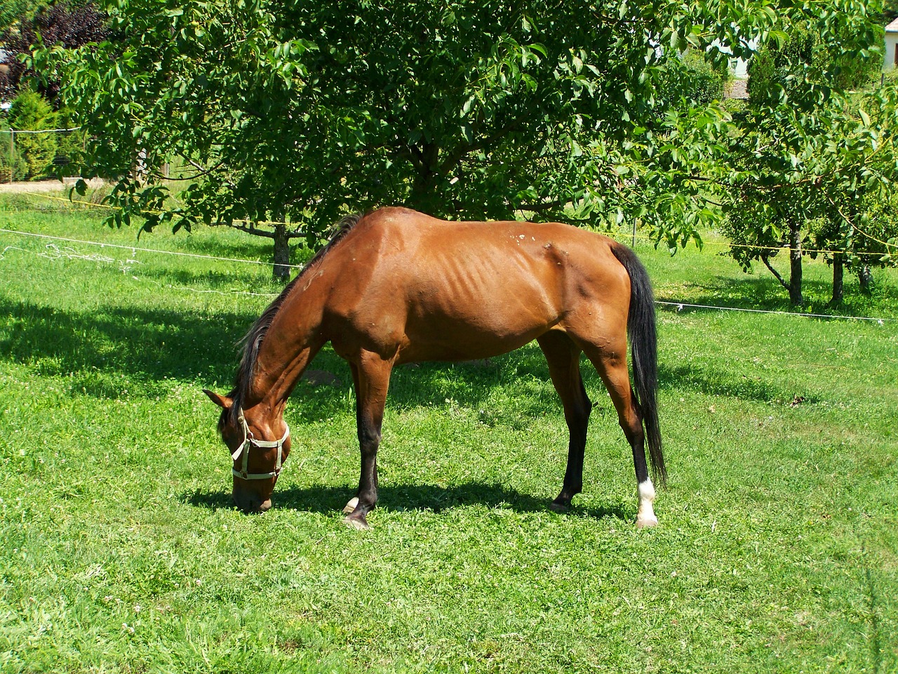 brown horse browse hoofed animals free photo