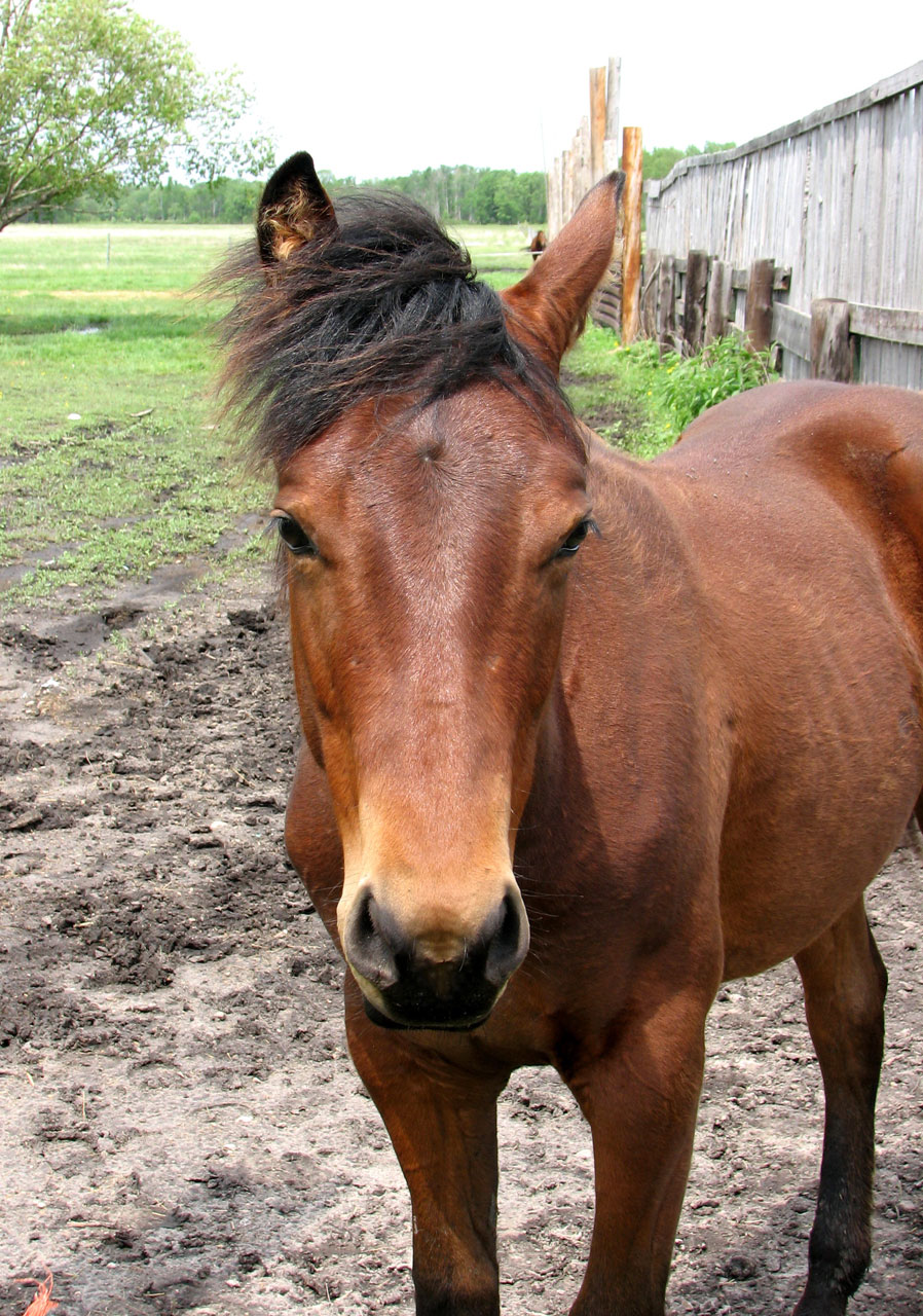 horse brown farm free photo