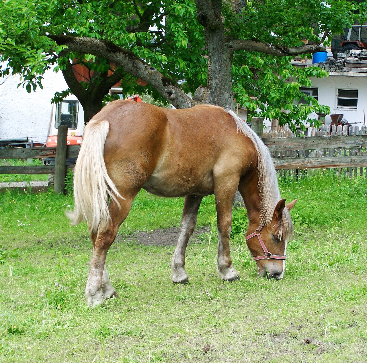 brown horse grazing horse animal free photo