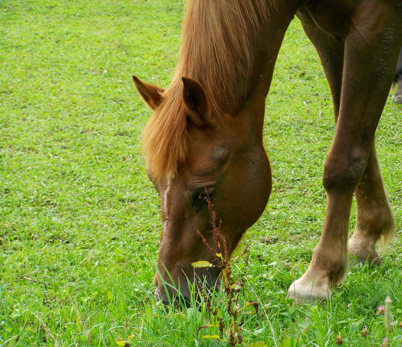 brown horse pets ungulates free photo