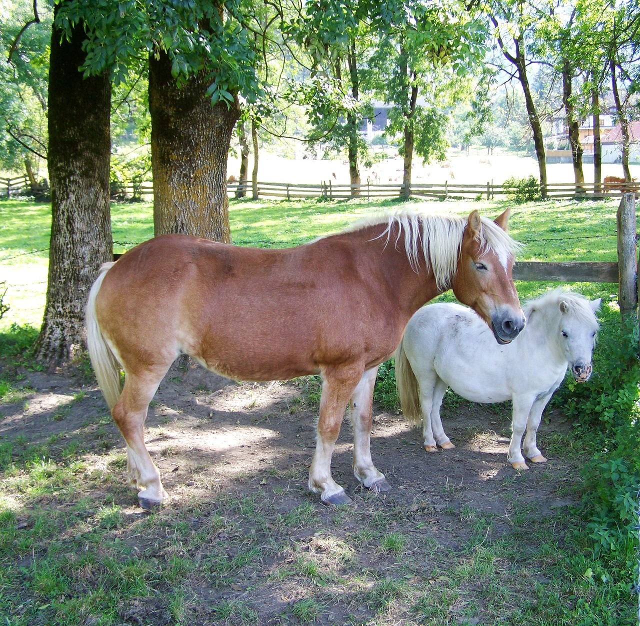 brown horse white pony animal free photo