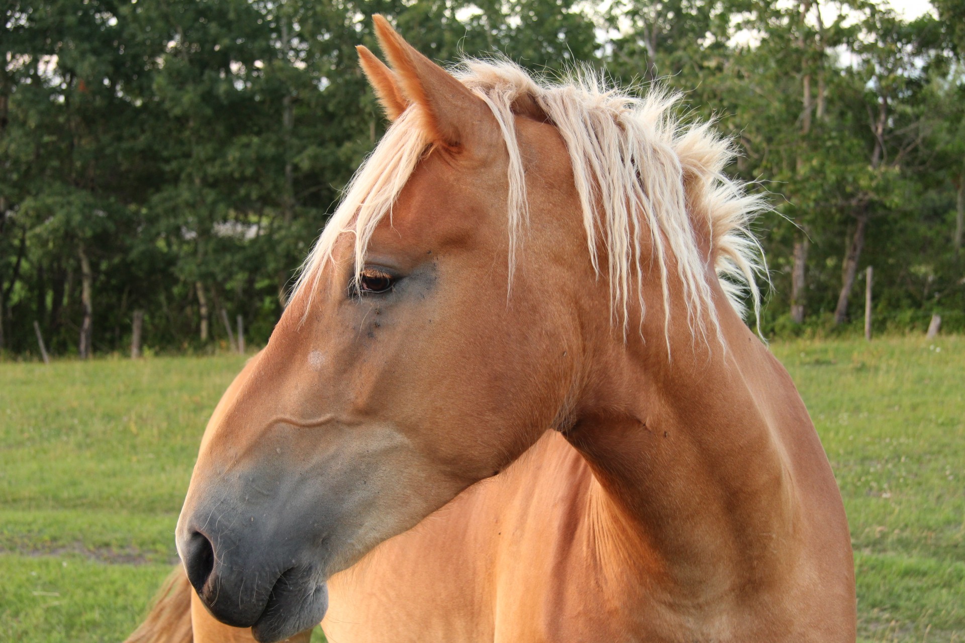 brown horse pasture free photo