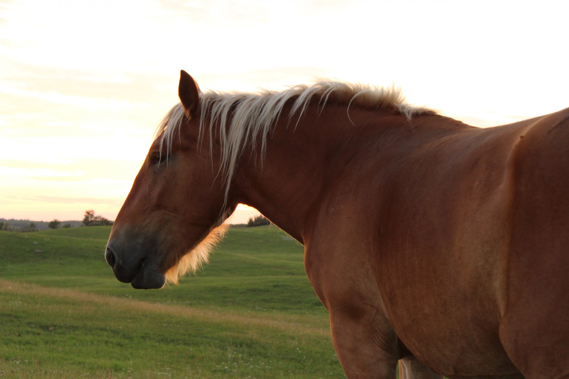 brown horse pasture free photo