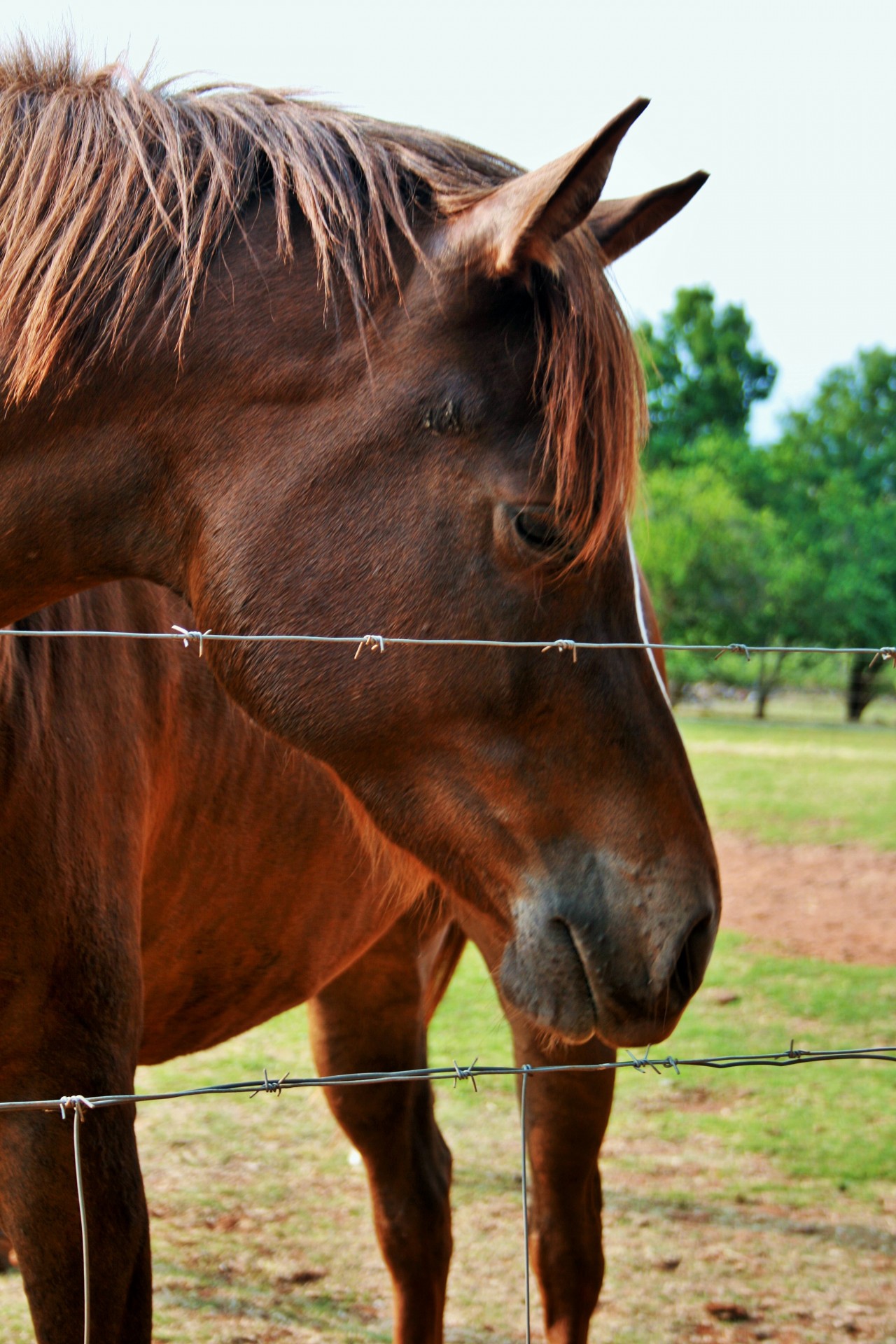 horse head face free photo