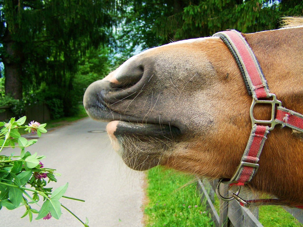 brown horse snout animal body part nose free photo