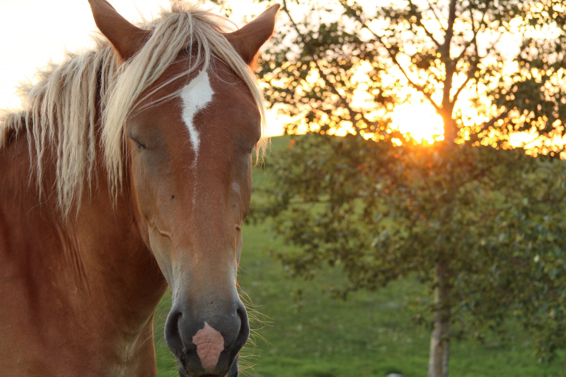 brown horse sunset free photo