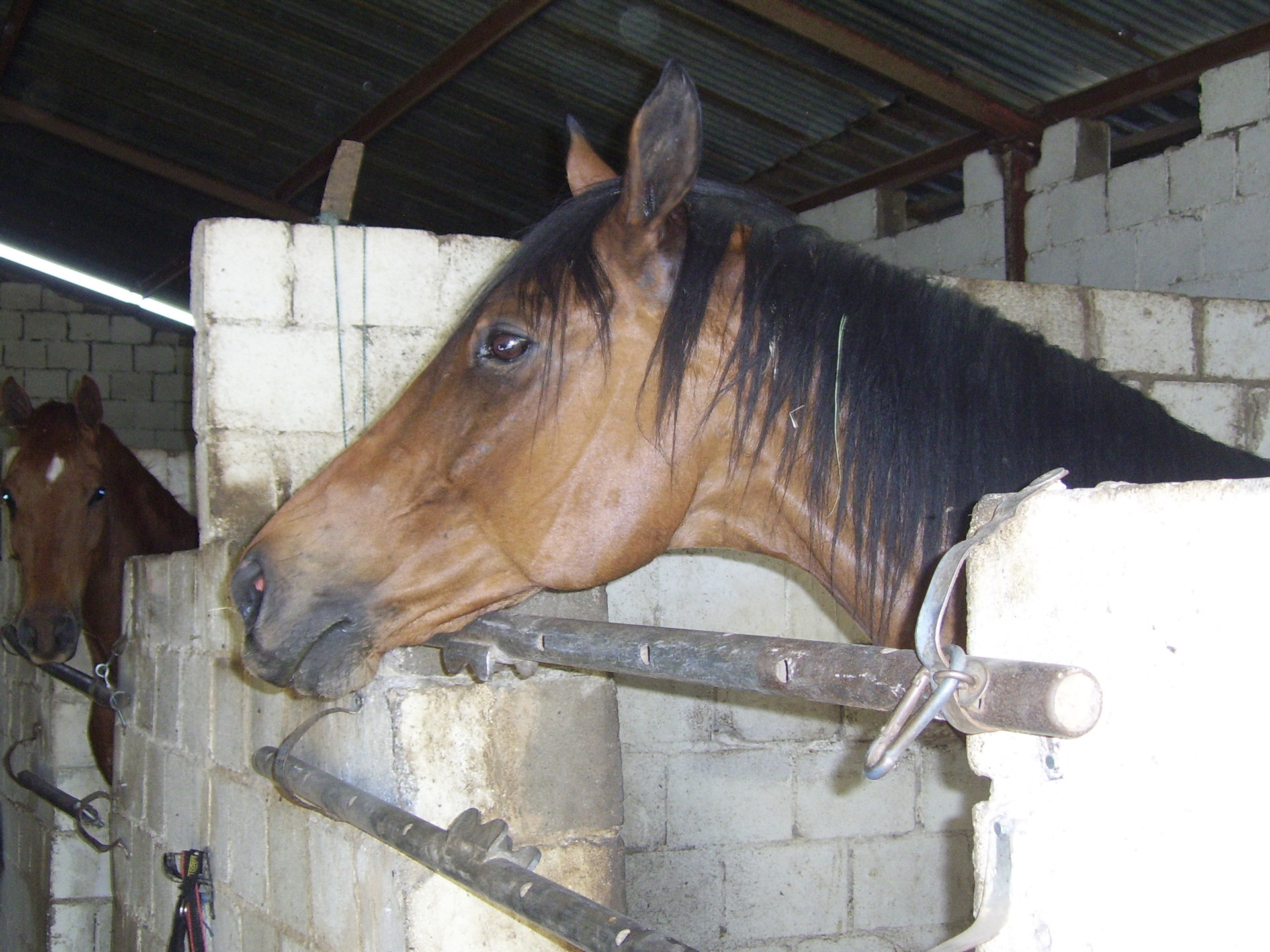 horse stallion stable free photo
