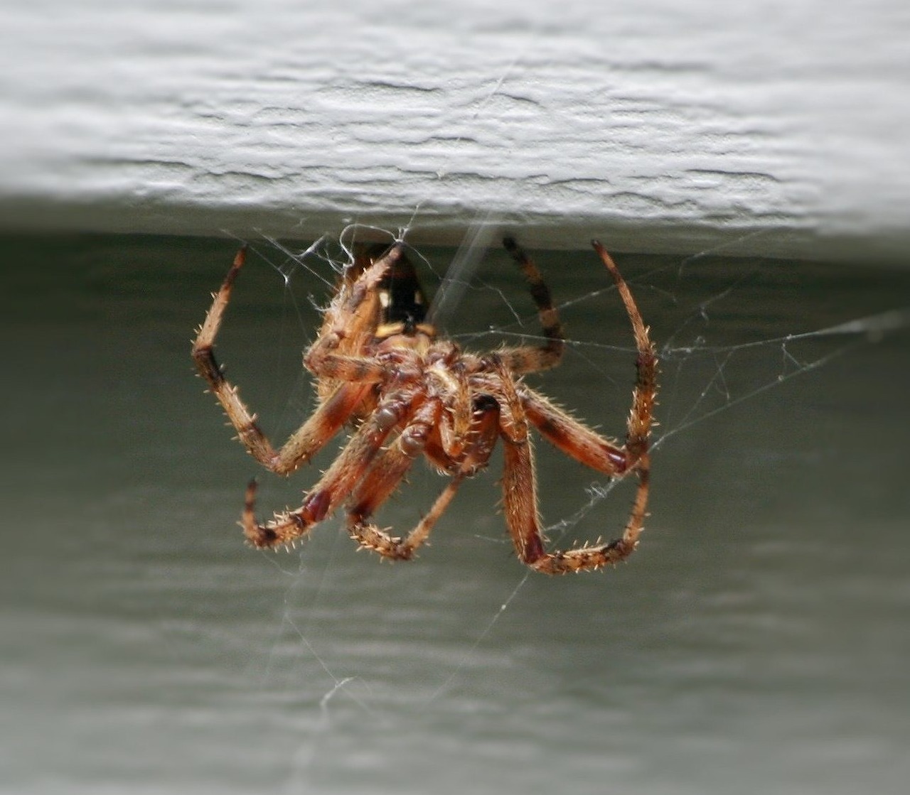 brown house spider web weaving predator free photo