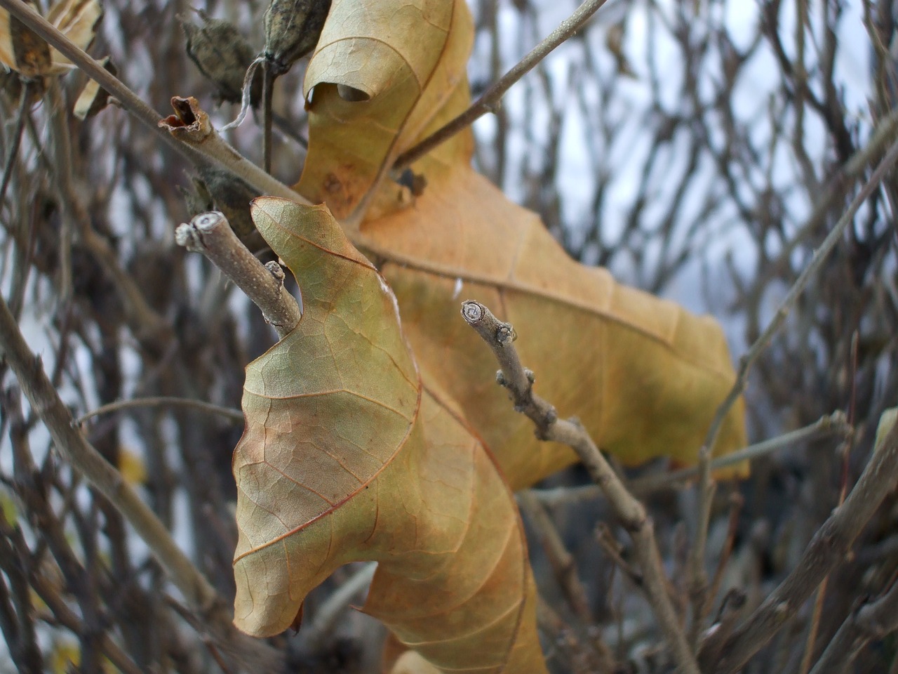 brown leaf leaf november free photo