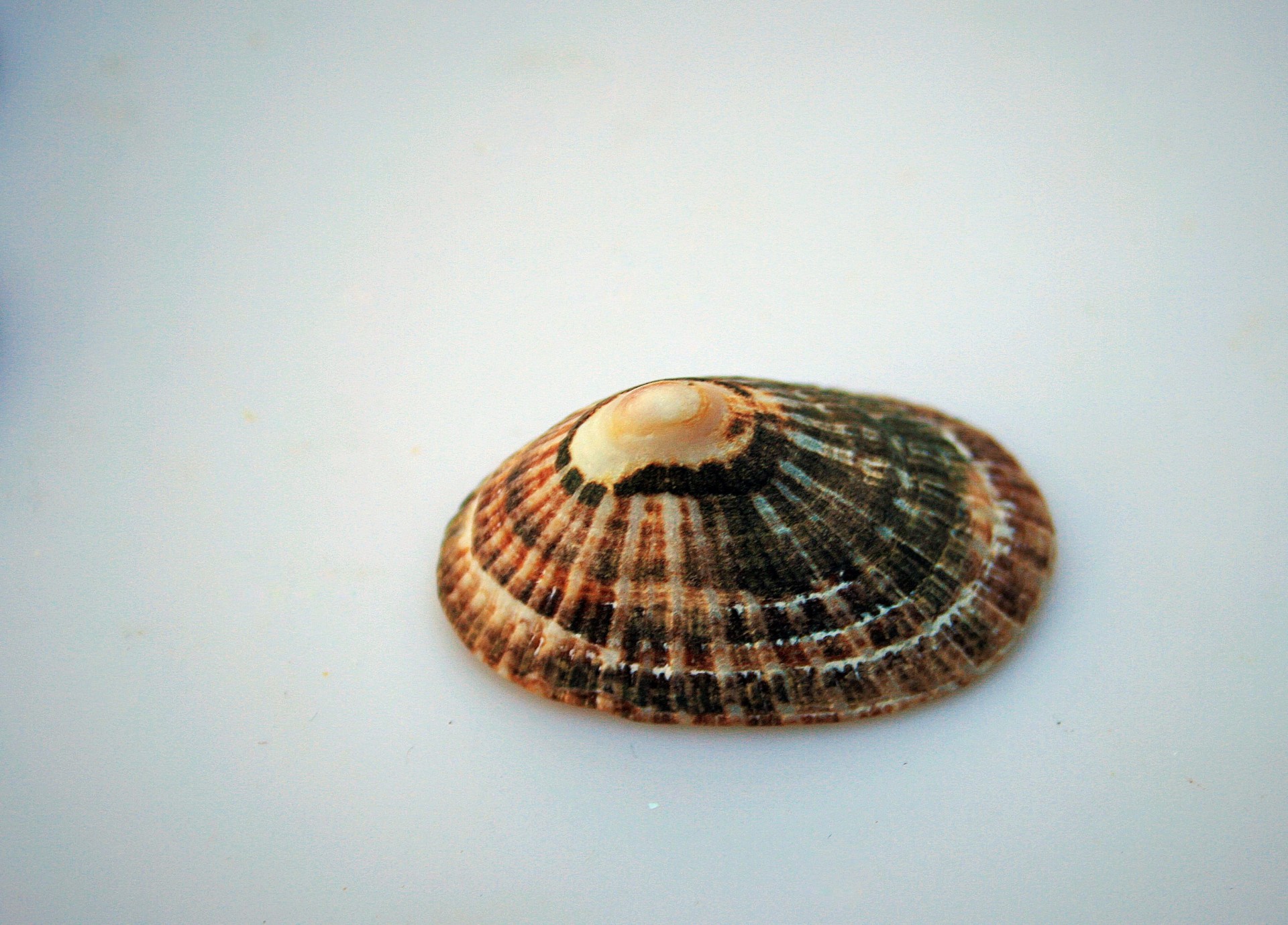 shell sea rounded free photo