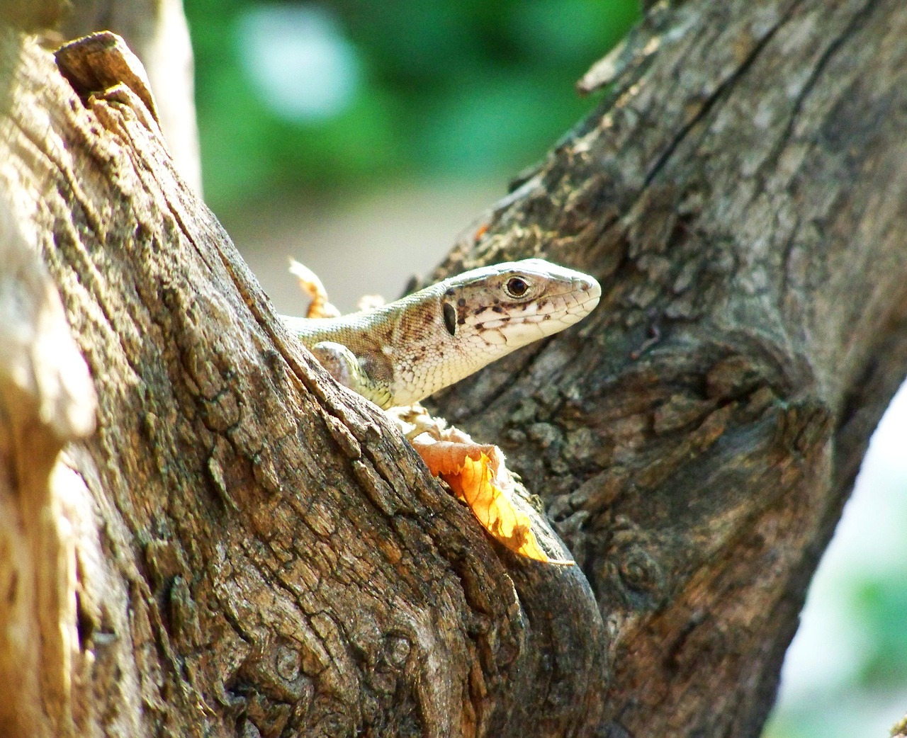 brown lizard reptile animal free photo