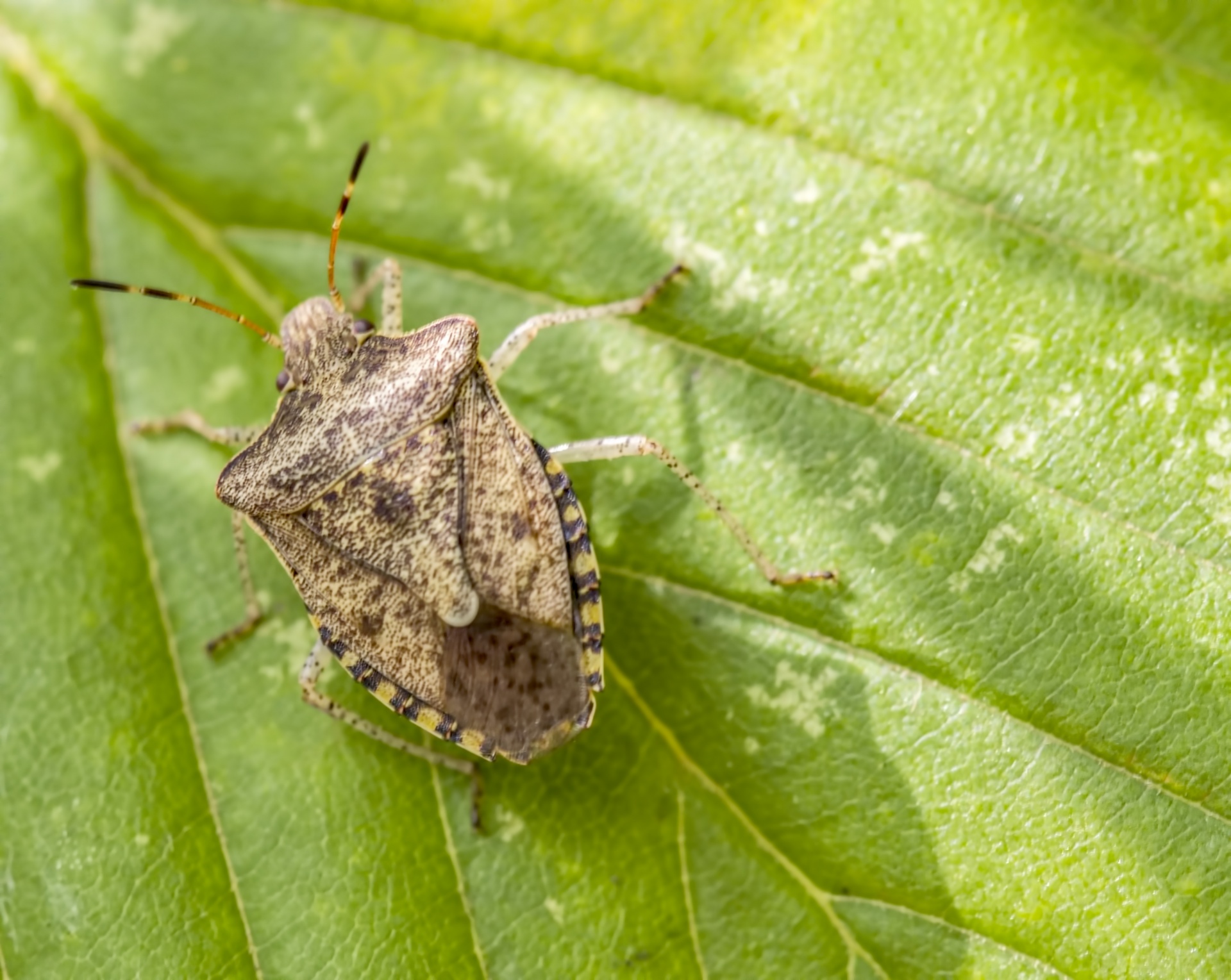 bugs insects brown marmoated stink bug free photo