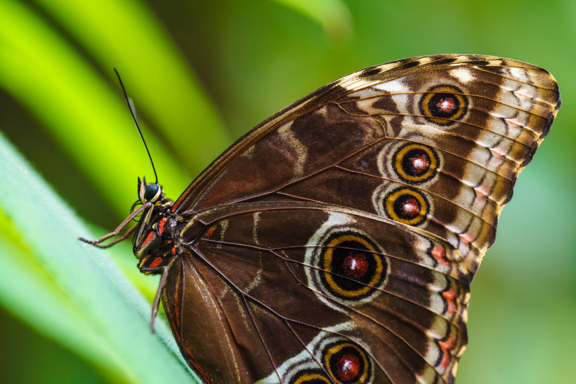 animal body brown free photo