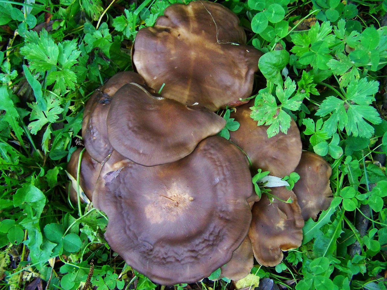 brown mushroom mushroom group nature free photo