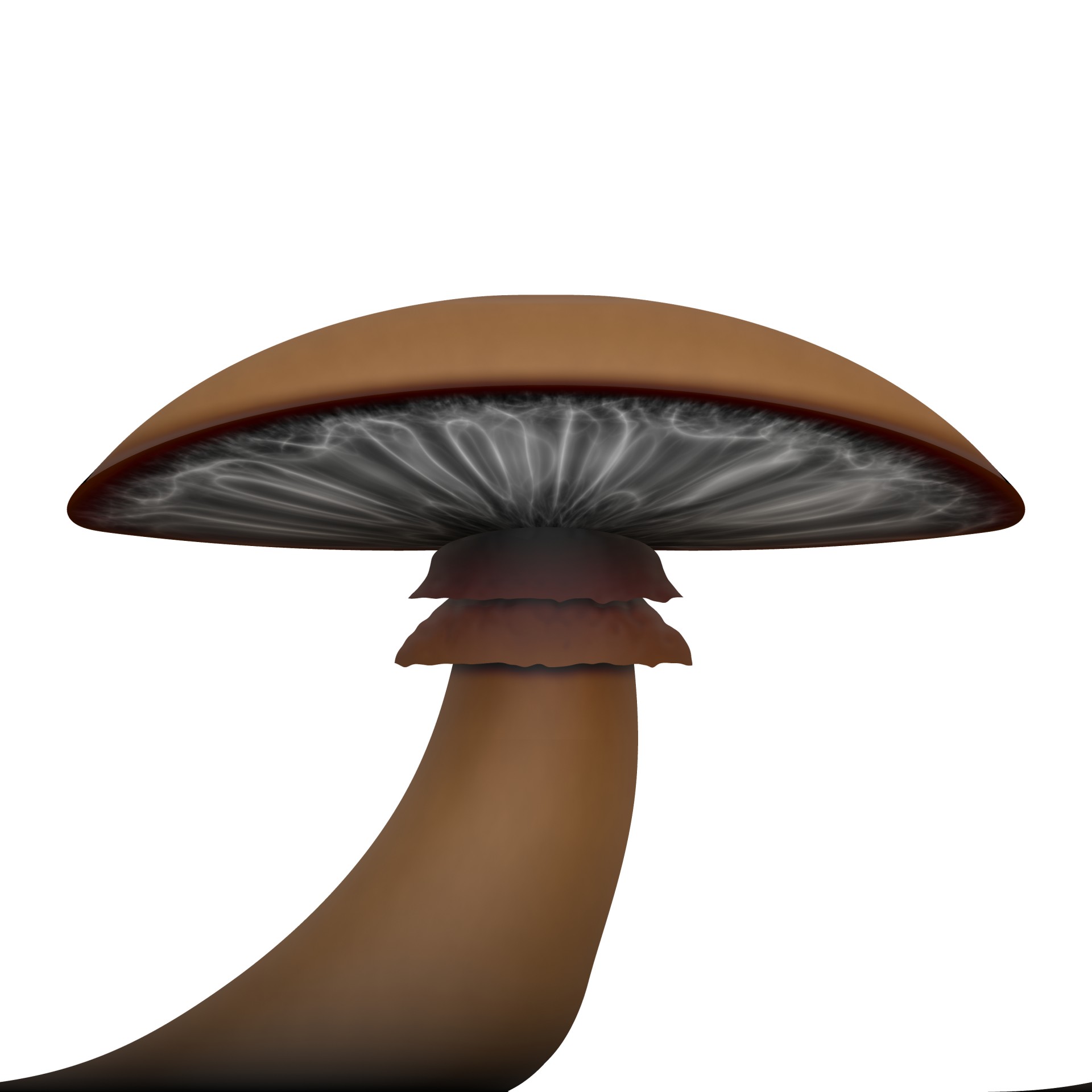 mushroom closeup isolated free photo