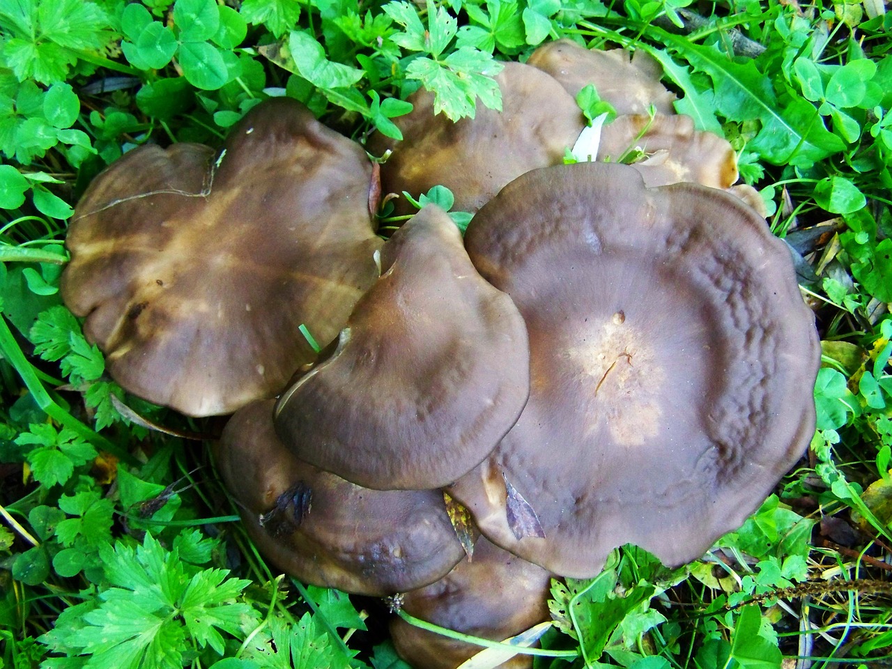 brown mushroom mushroom group nature free photo