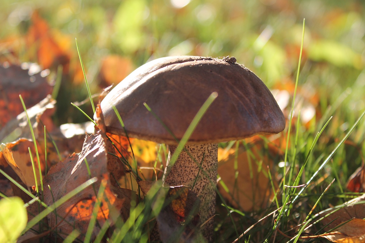 brown mushrooms fall leaves spring free photo