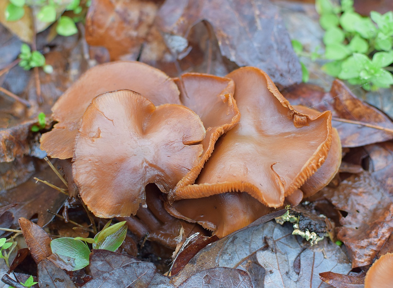 brown mushrooms mushroom fungi free photo